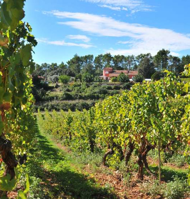 Vignoble en provence