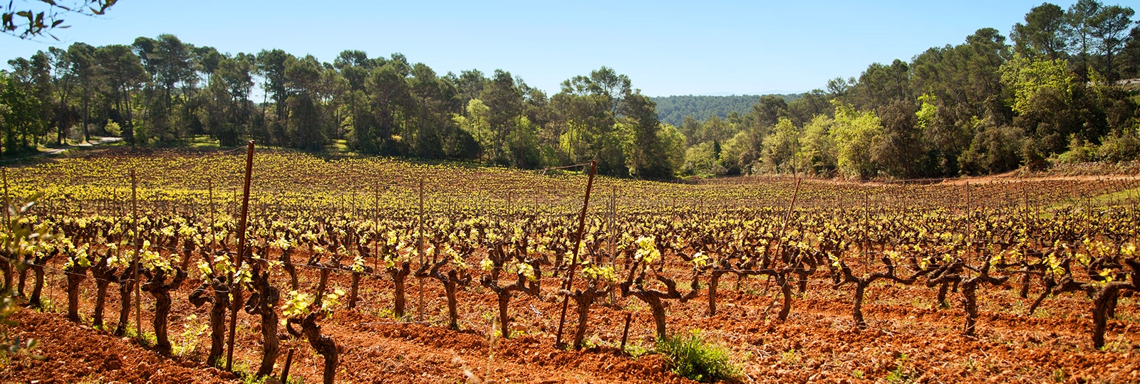 Vignobles à Lorgues